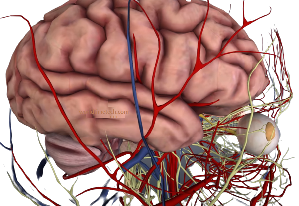 View of blood flow to the brain through blood vessels